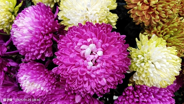 2025建國假日花市|春節花市暨日本松江大根牡丹花展🌸福蛇送