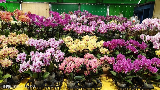 2025建國假日花市|春節花市暨日本松江大根牡丹花展🌸福蛇送