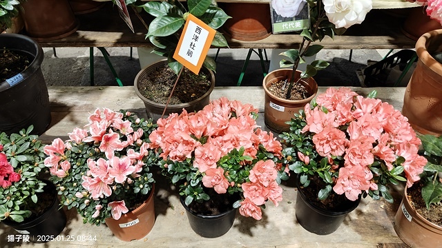 2025建國假日花市|春節花市暨日本松江大根牡丹花展🌸福蛇送