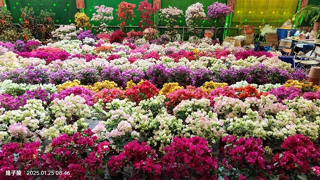 2025建國假日花市|春節花市暨日本松江大根牡丹花展🌸福蛇送