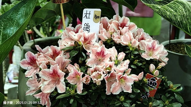 2025建國假日花市|春節花市暨日本松江大根牡丹花展🌸福蛇送