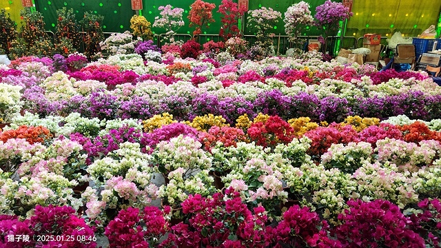 2025建國假日花市|春節花市暨日本松江大根牡丹花展🌸福蛇送