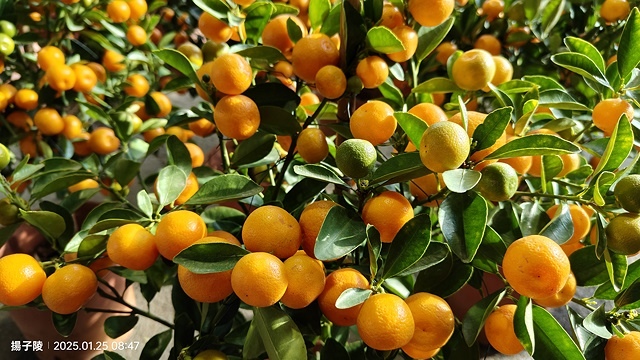 2025建國假日花市|春節花市暨日本松江大根牡丹花展🌸福蛇送