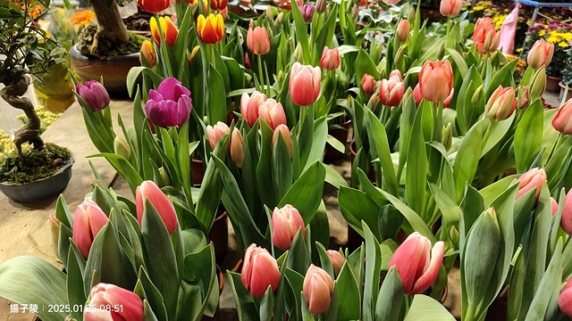 2025建國假日花市|春節花市暨日本松江大根牡丹花展🌸福蛇送