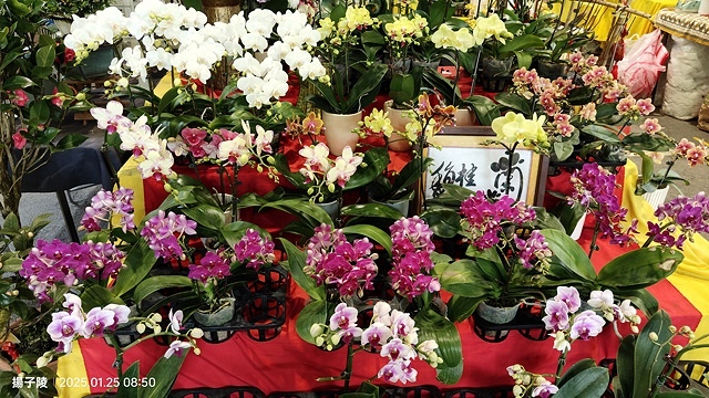 2025建國假日花市|春節花市暨日本松江大根牡丹花展🌸福蛇送