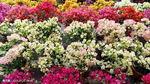 2025建國假日花市|春節花市暨日本松江大根牡丹花展🌸福蛇送