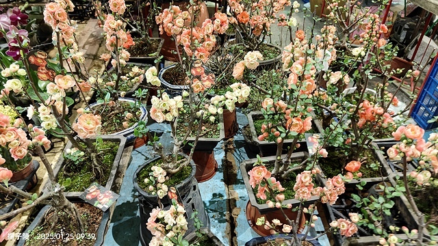 2025建國假日花市|春節花市暨日本松江大根牡丹花展🌸福蛇送