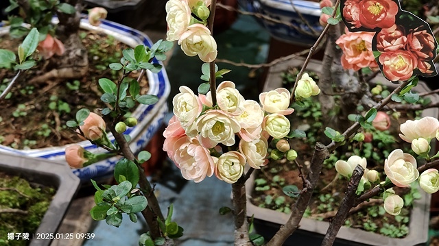 2025建國假日花市|春節花市暨日本松江大根牡丹花展🌸福蛇送