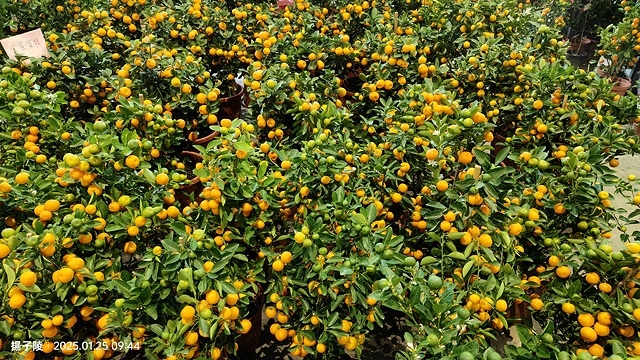 2025建國假日花市|春節花市暨日本松江大根牡丹花展🌸福蛇送