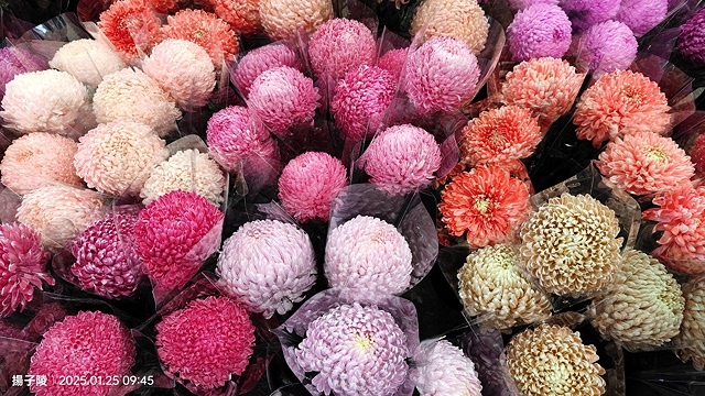 2025建國假日花市|春節花市暨日本松江大根牡丹花展🌸福蛇送