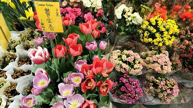 2025建國假日花市|春節花市暨日本松江大根牡丹花展🌸福蛇送