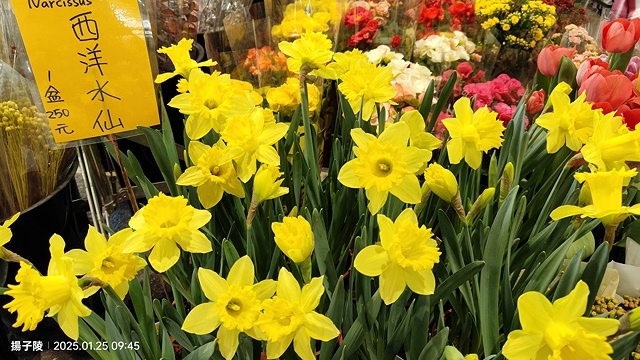 2025建國假日花市|春節花市暨日本松江大根牡丹花展🌸福蛇送