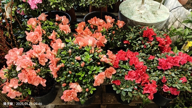 2025建國假日花市|春節花市暨日本松江大根牡丹花展🌸福蛇送