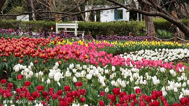 2025陽明山花卉試驗中心，茶花櫻花鬱金香風信子1/26即時