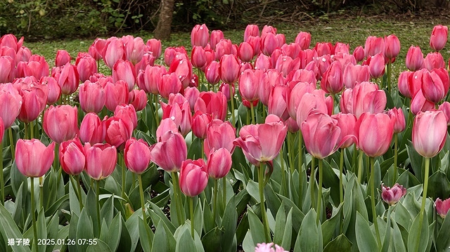 2025陽明山花卉試驗中心，茶花櫻花鬱金香風信子1/26即時