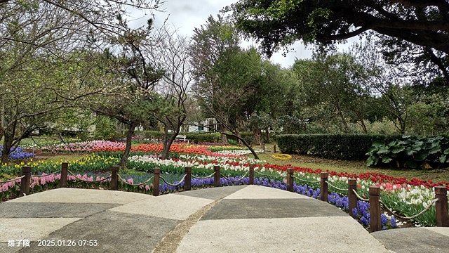 2025陽明山花卉試驗中心，茶花櫻花鬱金香風信子1/26即時