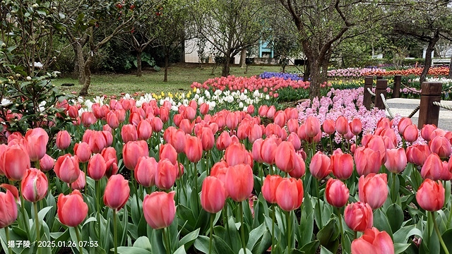 2025陽明山花卉試驗中心，茶花櫻花鬱金香風信子1/26即時