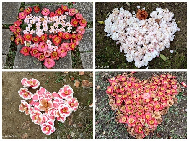 2025陽明山花卉試驗中心，茶花櫻花鬱金香風信子1/26即時