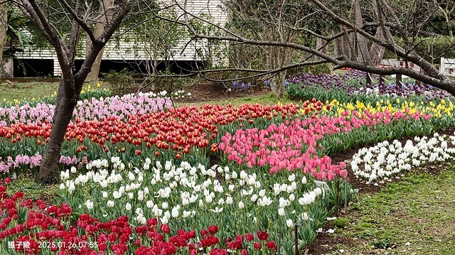 2025陽明山花卉試驗中心，茶花櫻花鬱金香風信子1/26即時