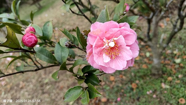 2025陽明山花卉試驗中心，茶花櫻花鬱金香風信子1/26即時