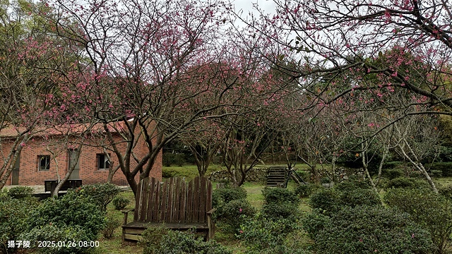 2025陽明山花卉試驗中心，茶花櫻花鬱金香風信子1/26即時