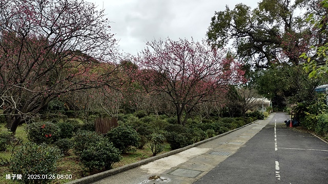 2025陽明山花卉試驗中心，茶花櫻花鬱金香風信子1/26即時