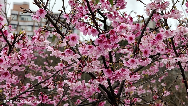 2025陽明山花卉試驗中心，茶花櫻花鬱金香風信子1/26即時