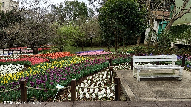 2025陽明山花卉試驗中心，茶花櫻花鬱金香風信子1/26即時
