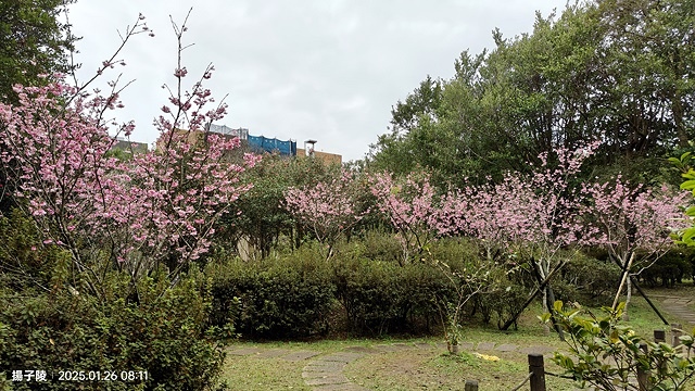 2025陽明山花卉試驗中心，茶花櫻花鬱金香風信子1/26即時