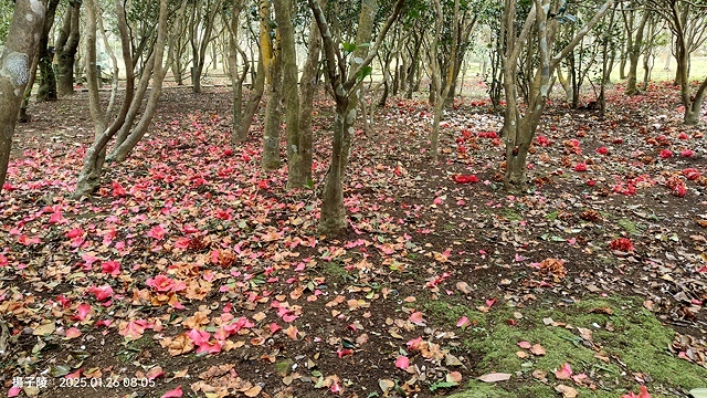 2025陽明山花卉試驗中心，茶花櫻花鬱金香風信子1/26即時