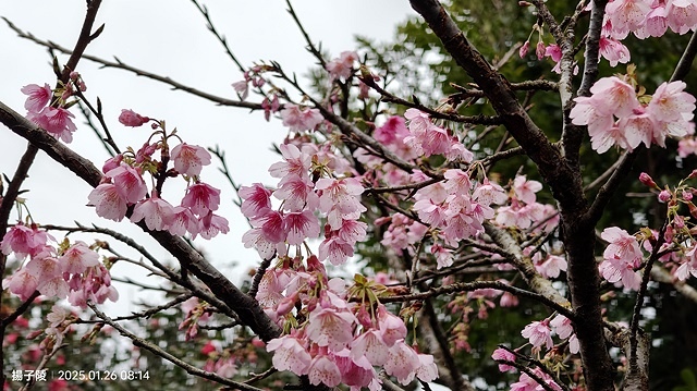 2025陽明山花卉試驗中心，茶花櫻花鬱金香風信子1/26即時