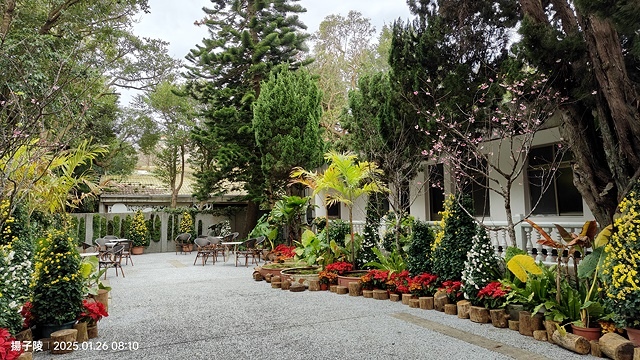 2025陽明山花卉試驗中心，茶花櫻花鬱金香風信子1/26即時