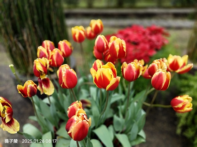 2025陽明山花卉試驗中心，茶花櫻花鬱金香風信子1/26即時