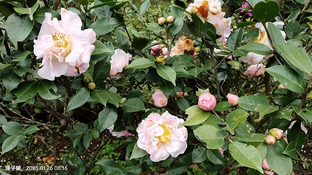 2025陽明山花卉試驗中心，茶花櫻花鬱金香風信子1/26即時