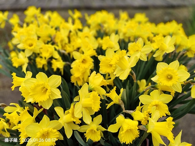 2025陽明山花卉試驗中心，茶花櫻花鬱金香風信子1/26即時