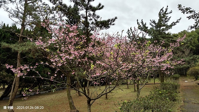 2025陽明山花卉試驗中心，茶花櫻花鬱金香風信子1/26即時