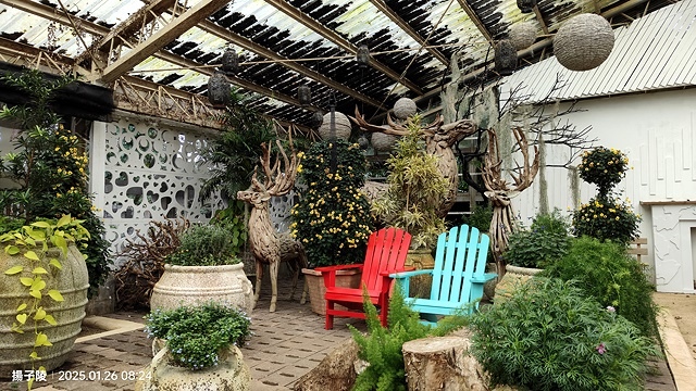 2025陽明山花卉試驗中心，茶花櫻花鬱金香風信子1/26即時