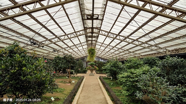 2025陽明山花卉試驗中心，茶花櫻花鬱金香風信子1/26即時