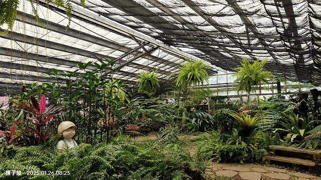 2025陽明山花卉試驗中心，茶花櫻花鬱金香風信子1/26即時