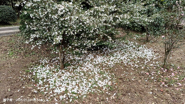 2025陽明山花卉試驗中心，茶花櫻花鬱金香風信子1/26即時