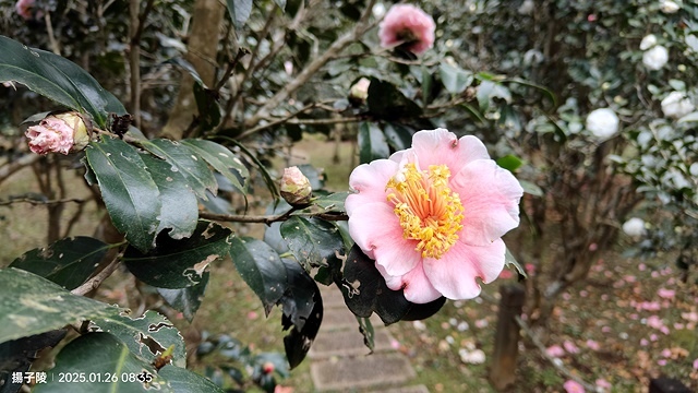 2025陽明山花卉試驗中心，茶花櫻花鬱金香風信子1/26即時