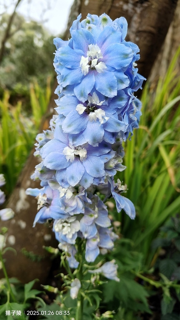 2025陽明山花卉試驗中心，茶花櫻花鬱金香風信子1/26即時