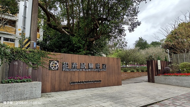 2025陽明山花卉試驗中心，茶花櫻花鬱金香風信子1/26即時
