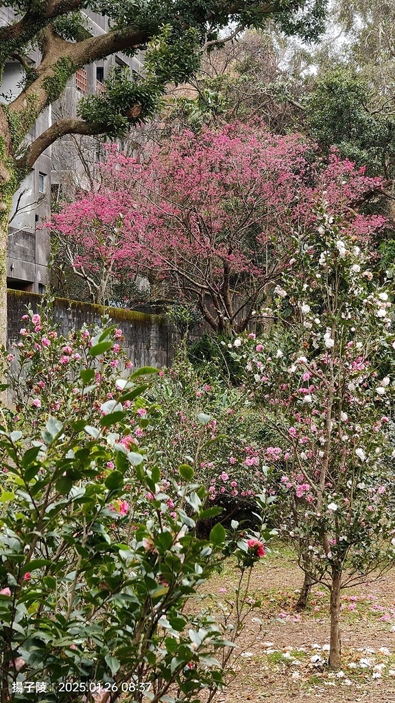 2025陽明山花卉試驗中心，茶花櫻花鬱金香風信子1/26即時