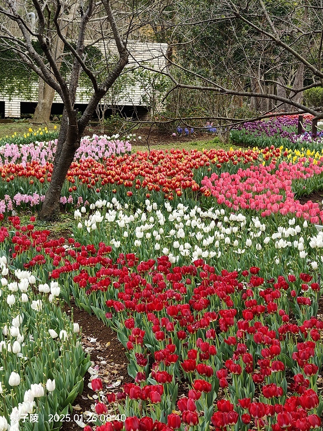 2025陽明山花卉試驗中心，茶花櫻花鬱金香風信子1/26即時