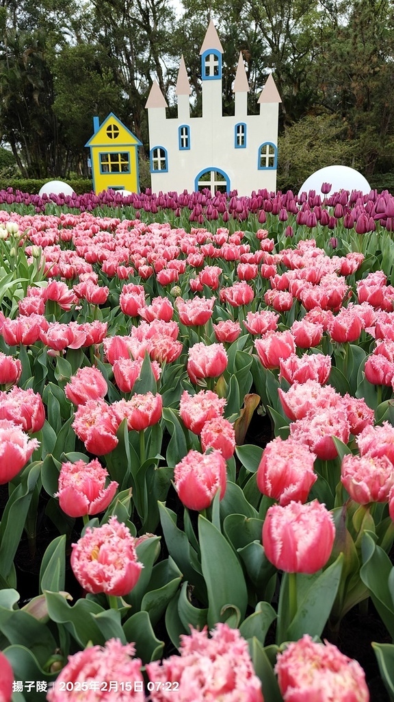 2025士林官邸鬱金香展🌷|愛的遇藝|台北花季花IN台北,活 2025士林官邸鬱金香展🌷|愛的遇藝|台北花季花IN台北,活