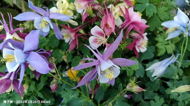 2025大安森林公園繡球花展🌸｜2025台北杜鵑花季，活動日