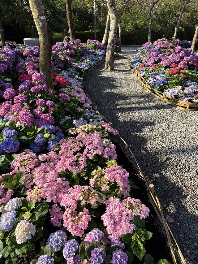 2025大安森林公園繡球花展🌸｜2025台北杜鵑花季，活動日