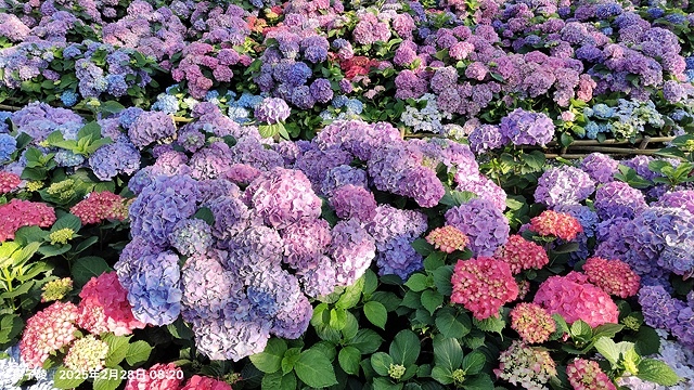 2025大安森林公園繡球花展🌸｜2025台北杜鵑花季，活動日