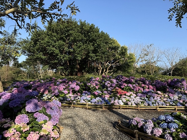 2025大安森林公園繡球花展🌸｜2025台北杜鵑花季，活動日
